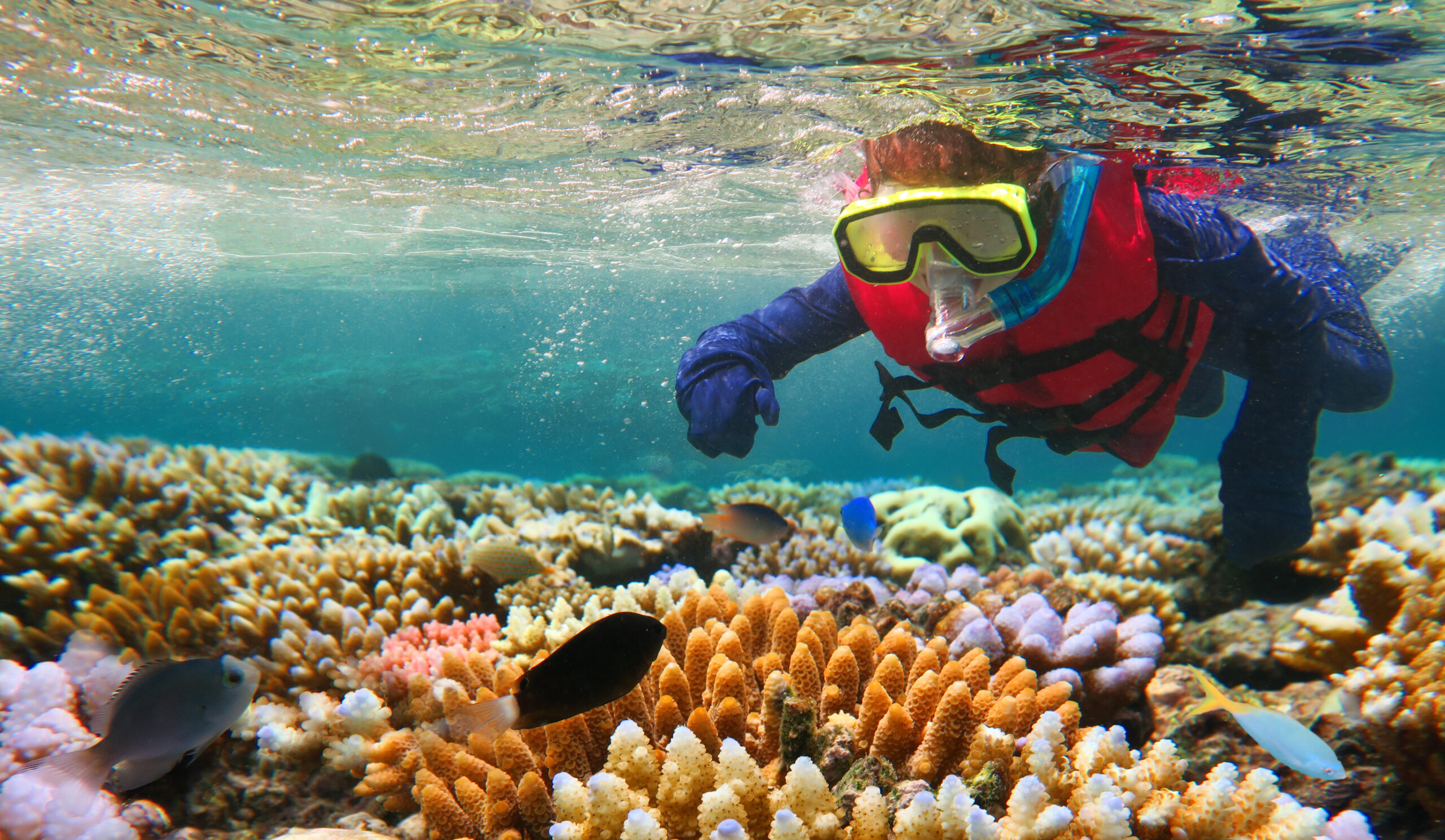 Great Barrier Reef Experience Qld Education Experiences